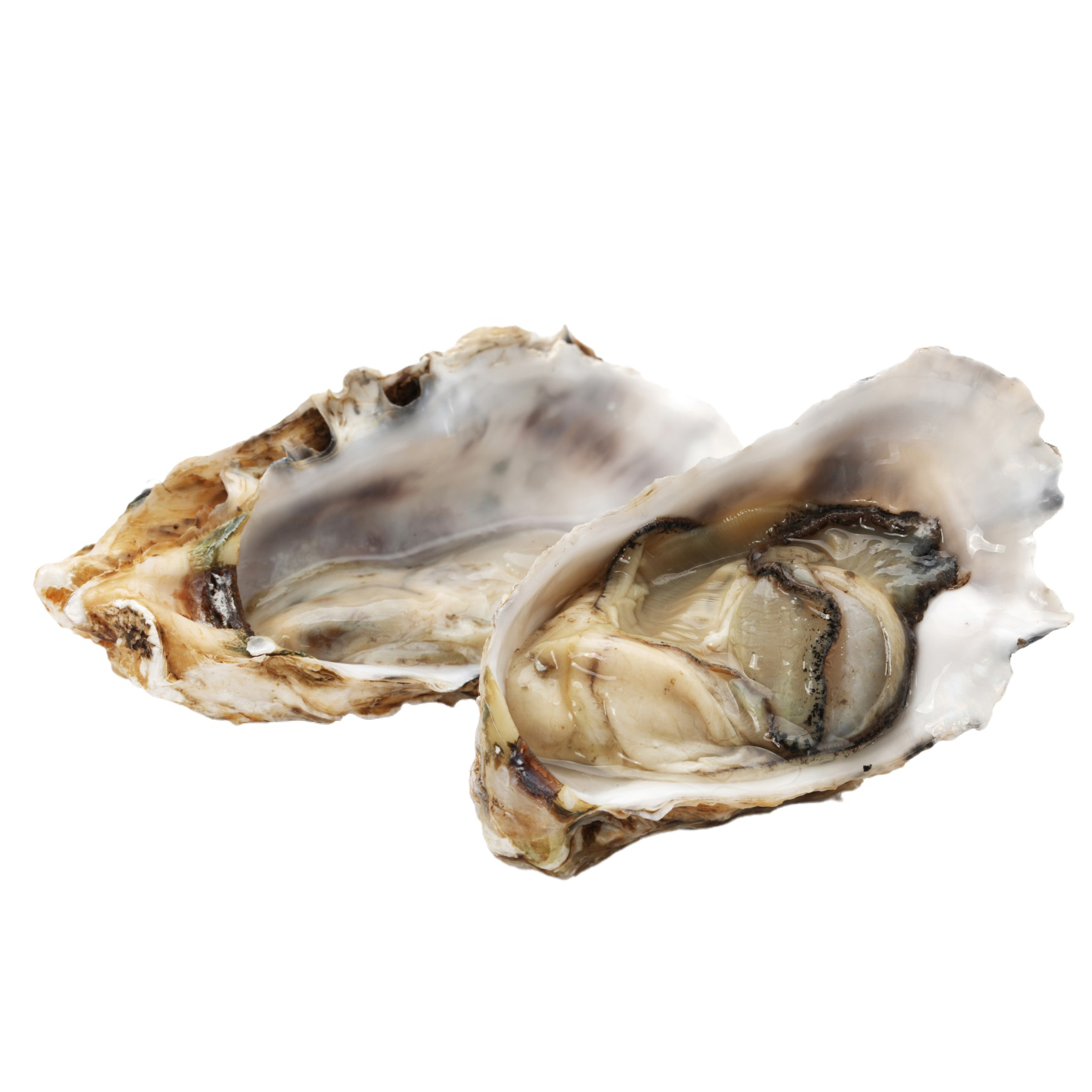 Mediterranean oyster #1