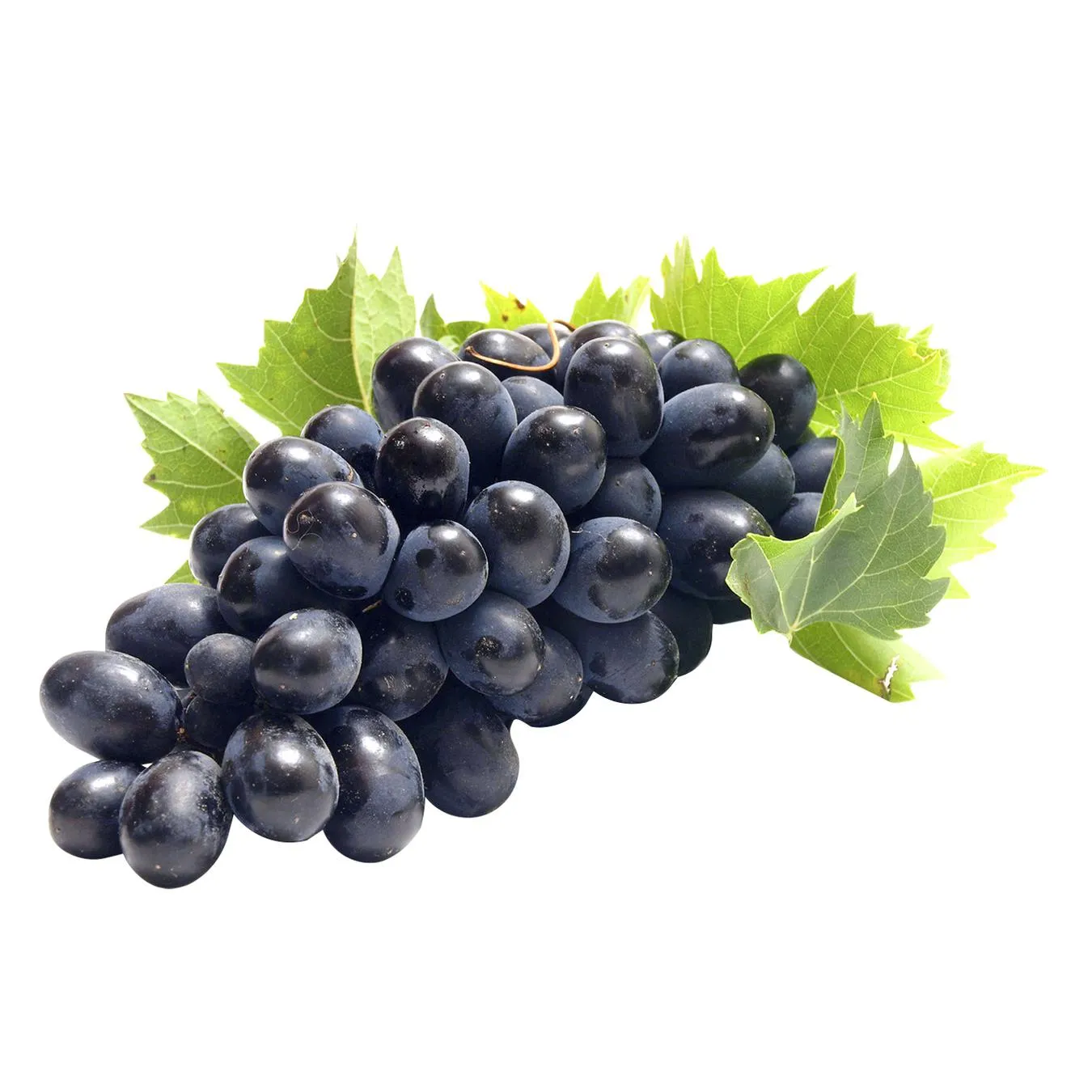 Виноград чорний